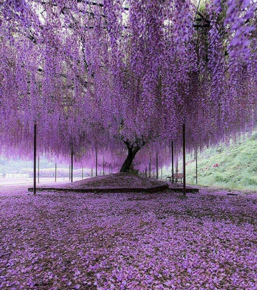 Purple Wisteria Tree - 6-12