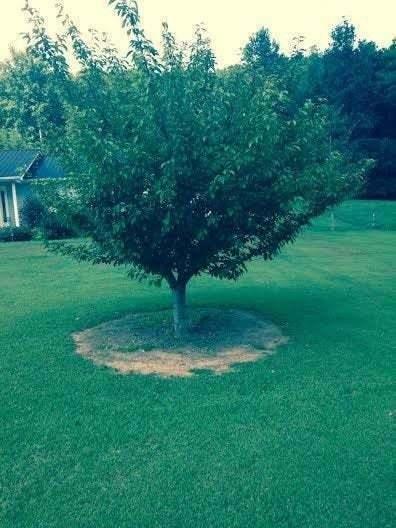 2 Kwanzan Japanese Flowering Cherry Trees - 8-14" Tall Live Plants - 2.5" Pot - The Nursery Center