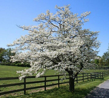White Flowering Dogwood Tree - 24-36