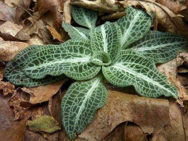 20 Downy Rattlesnake Plantain Orchid Root Systems, Perennial - Goodyera pubescens - The Nursery Center