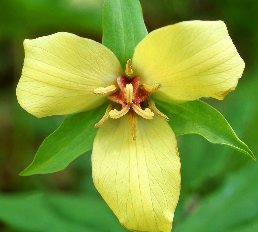 5 Yellow Trillium Bulbs, Native Woodland Wildflower, Yellow Wake Robin, luteum - The Nursery Center