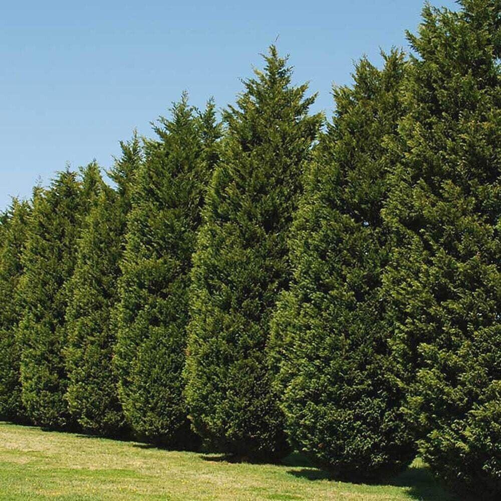 5 Leyland Cypress Trees - 8-14" Tall Seedlings - 2.5" Pots - Live Plants - Ships Potted - The Nursery Center