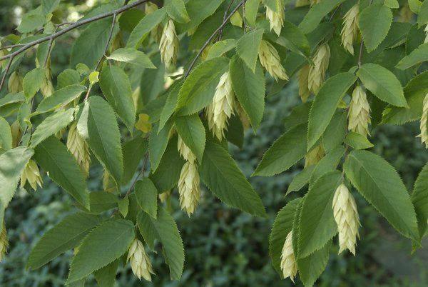 2 American Hornbeam Trees - 6-12" Tall Seedlings - Live Plants - Quart Pots - Carpinus caroliniana - The Nursery Center