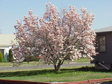 Saucer Magnolia (Chinese Magnolia) Tree/Shrub - 6-12