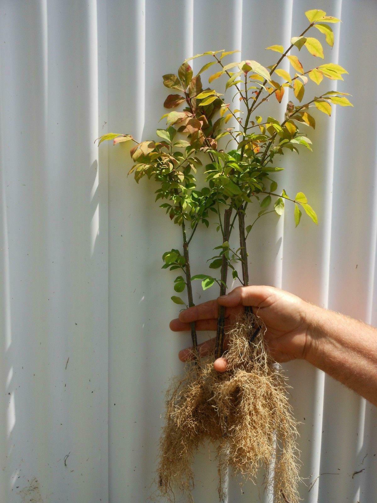 Dwarf Burning Bush/Shrub - Live Plant - Bare Root - 6-12" Tall - Euonymus alatus - The Nursery Center