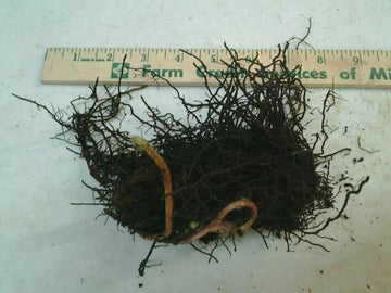 10 Cinnamon Fern Rhizomes / Roots - Perennial Herb Plants - Osmunda cinnamomea