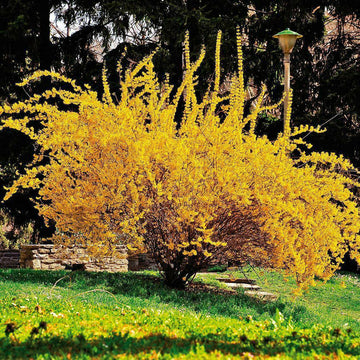 2 Forsythia Lynwood Gold Shrubs - Live Golden Bells Plants - 6-12