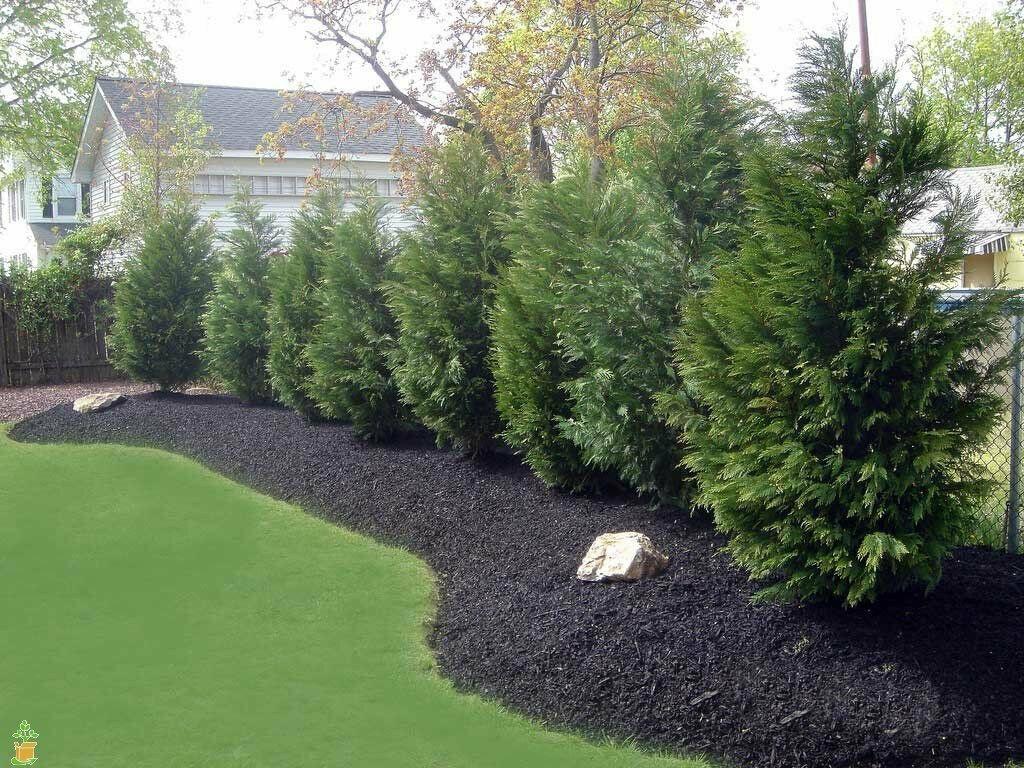 50 Leyland Cypress Trees - 8-14" Tall Seedlings - Live Plants - 2.5" Pots - The Nursery Center