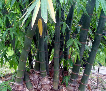100+ Giant Bamboo 2023 Seeds - Rare - Dendrocalamus Giganteus