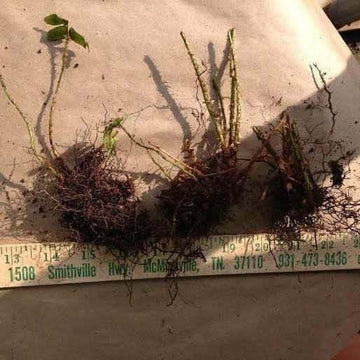 5 Christmas Fern Rhizomes/Roots, Christmas Dagger - (Polystichum acrostichoides)