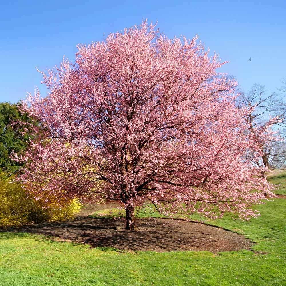 2 Kwanzan Japanese Flowering Cherry Trees - 8-14" Tall Live Plants - 2.5" Pot - The Nursery Center