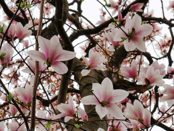 2 Saucer Magnolia Trees/Shrubs - 6-12