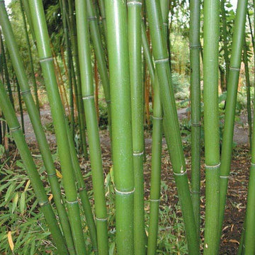 Red Margin Bamboo, 12-24