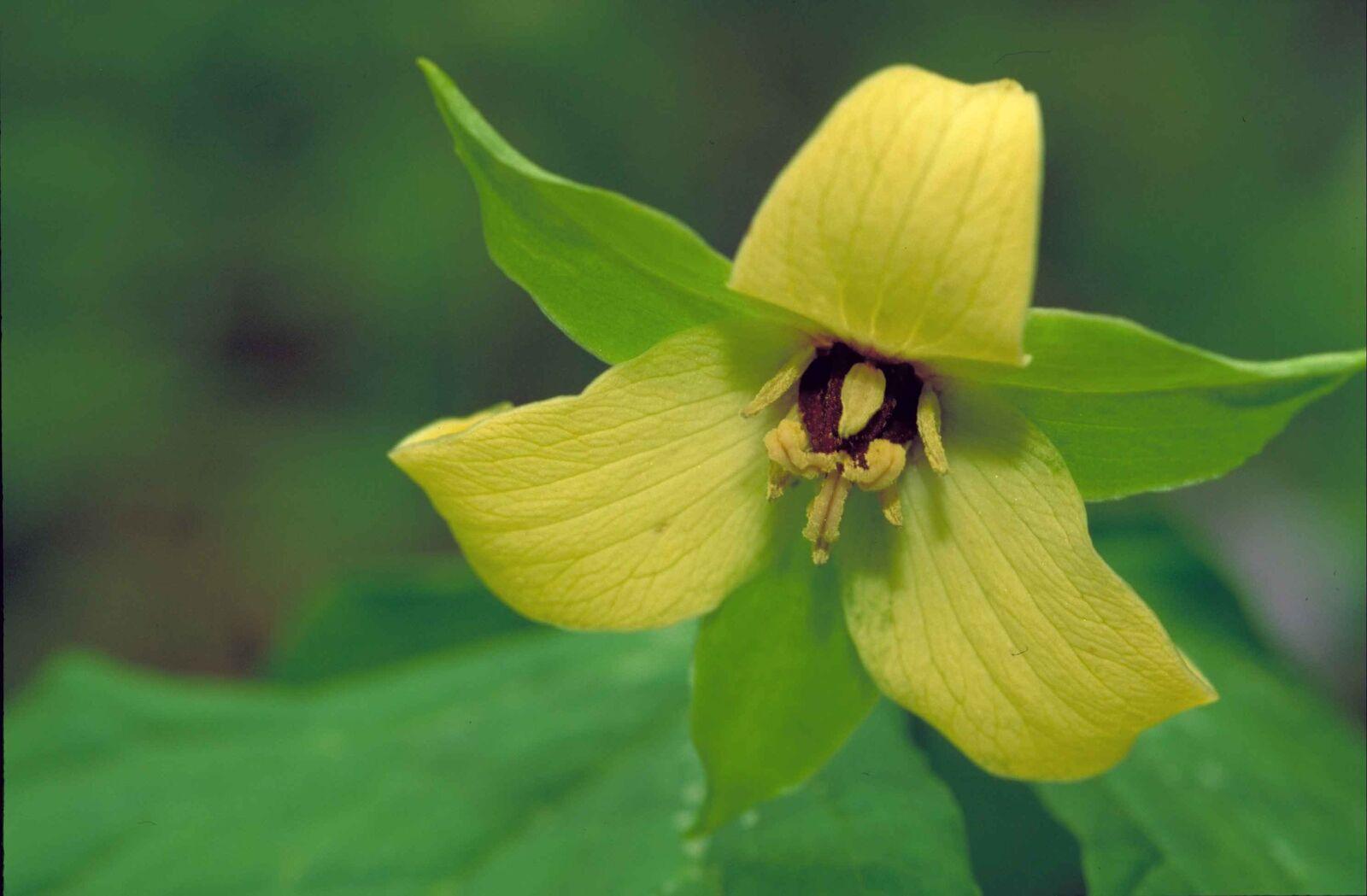 20 Yellow Trillium Root Systems/Bulbs, Wildflower, Yellow Wake Robin - T. luteum - The Nursery Center