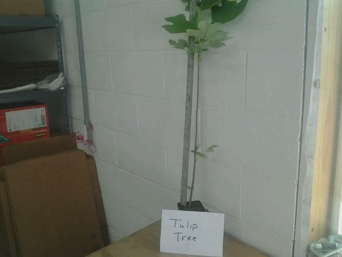 Tulip Poplar Tree - 18-24" Tall Live Plant - Quart Pot - Liriodendron tulipifera - The Nursery Center