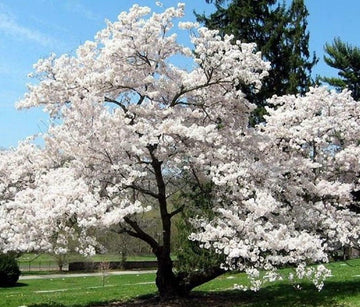 2 Akebono Flowering Cherry Trees - 6-12