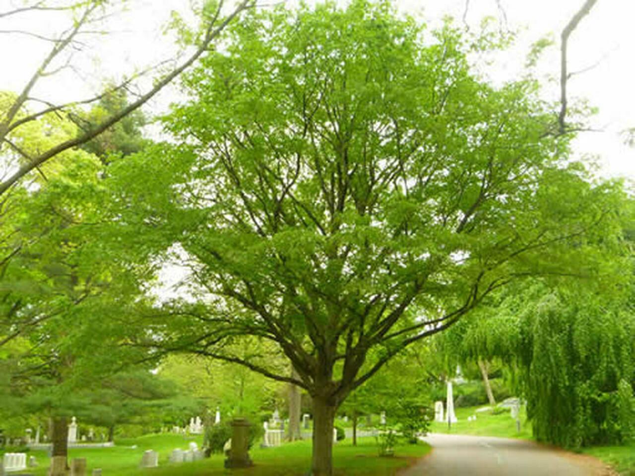American Hornbeam Tree - 12-15" Tall Seedling - Live Plant - 4" Pot - Carpinus caroliniana - The Nursery Center