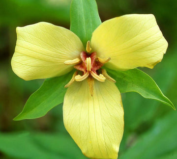 20 Yellow Trillium Root Systems/Bulbs - Wildflower - Yellow Wake Robin - T. luteum