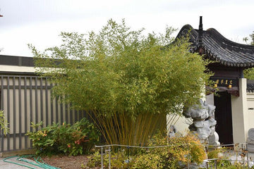 David Bisset Bamboo - 1 Gallon Size Live Plant, Hardy - (Phyllostachys Bissetii)