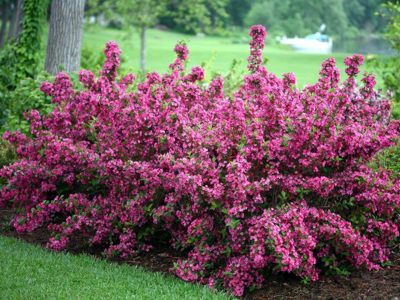 2 Pink Weigela Shrubs/Bushes - 6-12" Tall Live Plants - Seedlings in 4" Pots - The Nursery Center