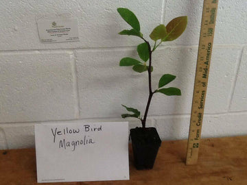 2 Yellow Bird Magnolia Trees/Bushes/Shrubs - Live Plants - 6-12