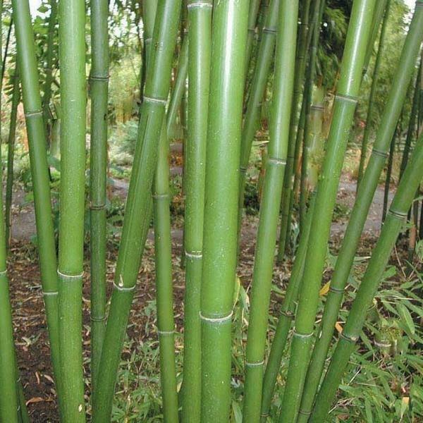 Red Margin Bamboo, 12-24" Live Plant Giant Timber - Phyllostachys rubromarginata - The Nursery Center