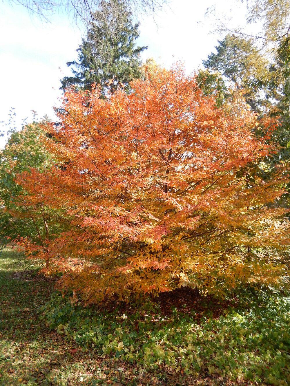 American Hornbeam Tree - 12-15" Tall Seedling - Live Plant - 4" Pot - Carpinus caroliniana - The Nursery Center