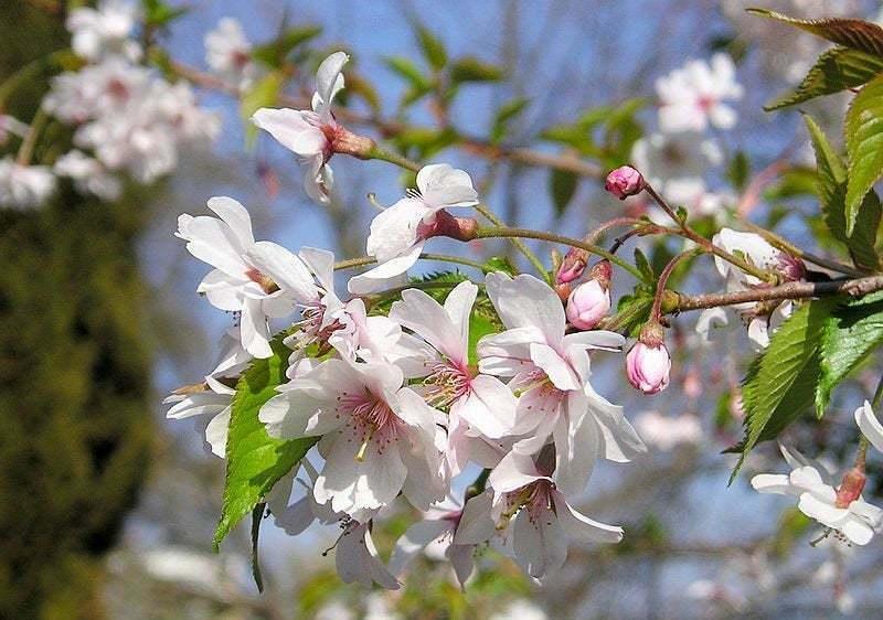 2 Autumnalis Flowering Cherry Trees - Live Plants - 6-12" Tall - 2.5" Pots - The Nursery Center