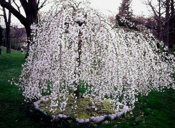 Weeping Cherry Tree - Live Plant - 6-12