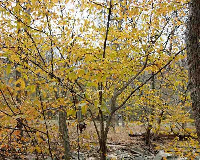 American Hornbeam Tree - 12-15" Tall Seedling - Live Plant - 4" Pot - Carpinus caroliniana - The Nursery Center