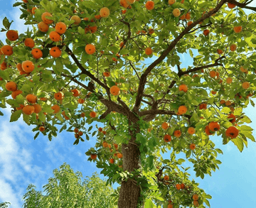 2 American Persimmon Trees - 8-12