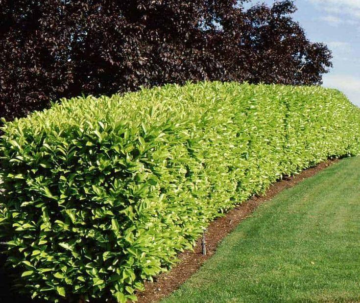 5 Carolina Cherry Laurel Shrubs/Hedges/Trees - 8-12" Tall Live Plants - 3" Pots - Prunus caroliniana - The Nursery Center