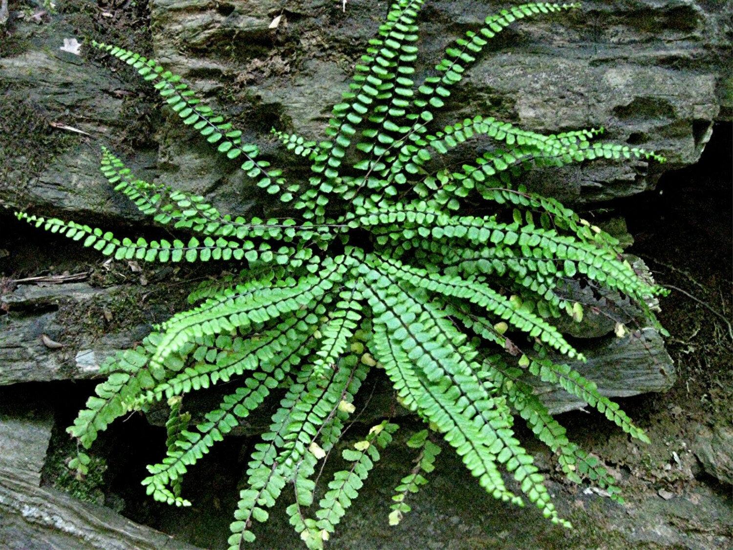 3 Maidenhair Spleenwort Fern Rhizomes/Roots, Live Plants, Asplenium trichomanes - The Nursery Center