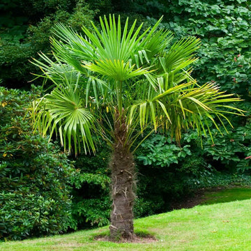 5 Windmill Palm Tree Seedlings + 10 Windmill Palm Seeds - Trachycarpus fortunei