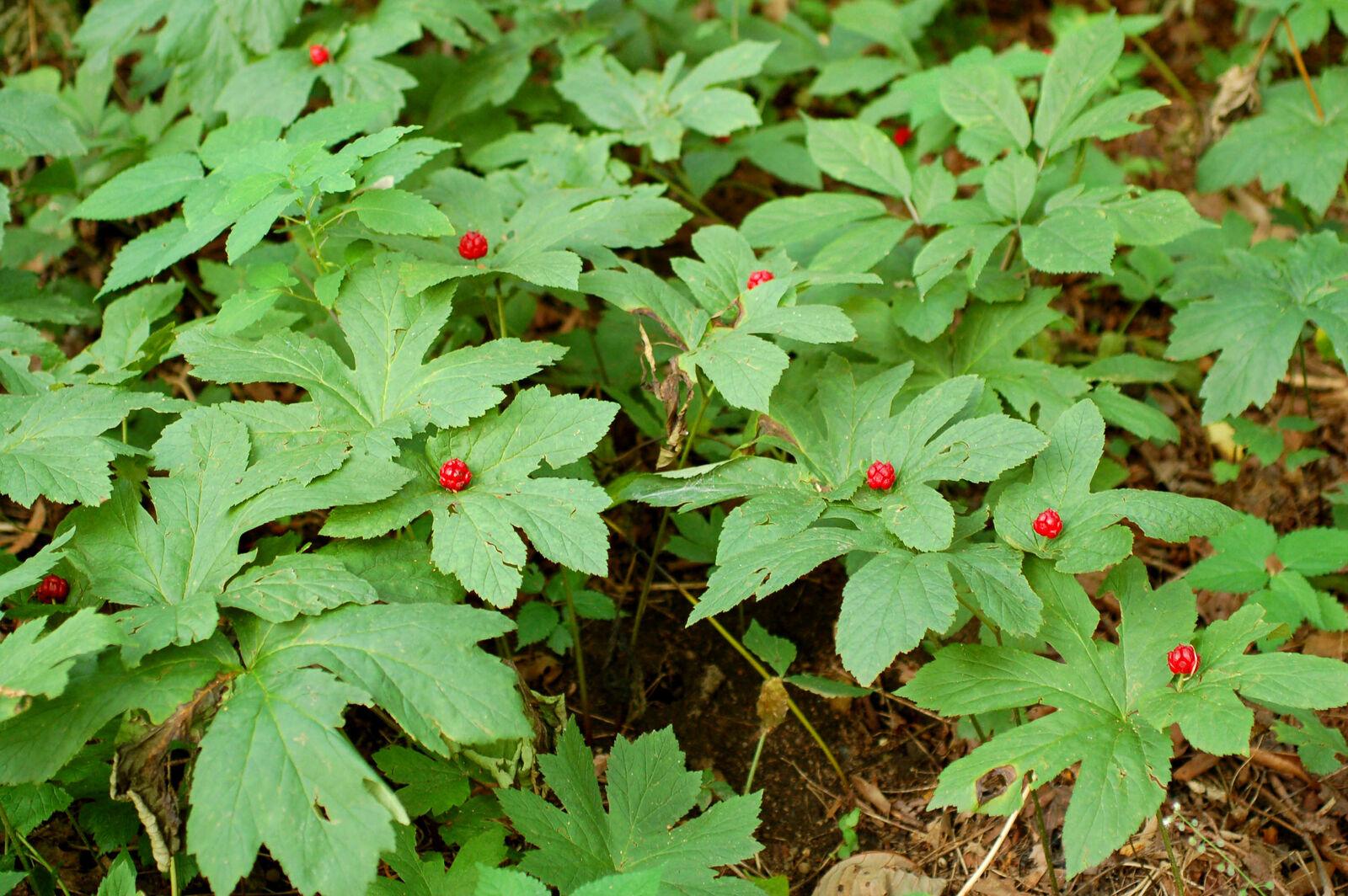 5 Goldenseal Herb Roots - Orangeroot - Yellow Puccoon - Hydrastis canadensis - The Nursery Center