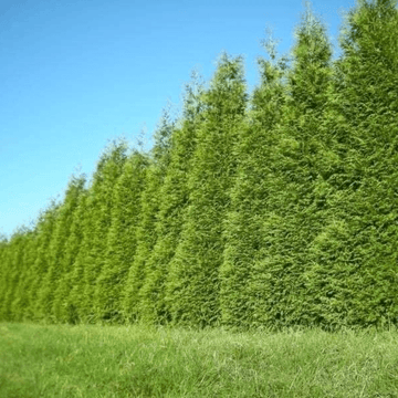 15 Thuja Green Giant Arborvitae Trees - 6-12