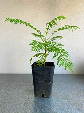 Jacaranda Tree - Live Plant - 3-5