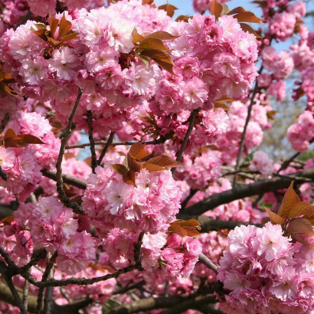 2 Kwanzan Japanese Flowering Cherry Trees - 8-14" Tall Live Plants - 2.5" Pot - The Nursery Center