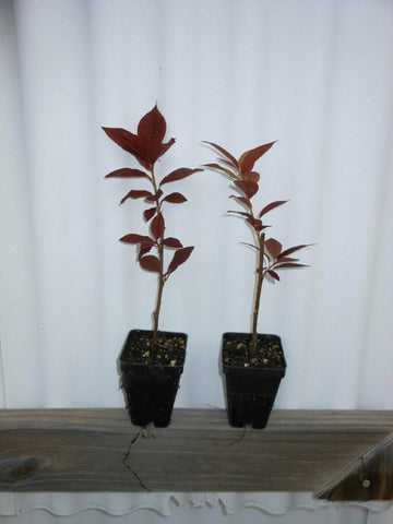 2 Canada Red Choke Cherry Trees - 8-12
