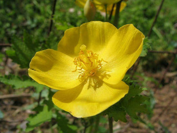 5 Celandine Yellow Poppy Bulbs - Wildflowers - (Stylophorum diphyllum)