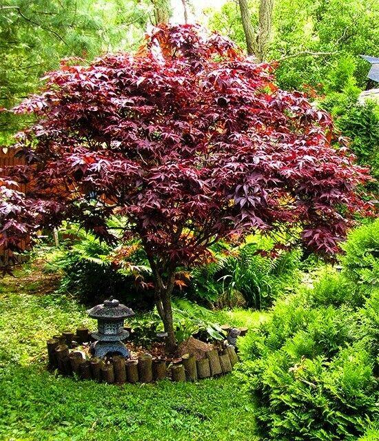 Bloodgood Japanese Maple Tree 2-3' Tall, Gallon Pot, Acer palmatum atropurpureum - The Nursery Center