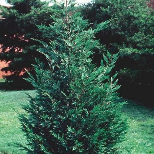 10 Leyland Cypress Trees - 8-14" Tall - 2.5" Pots - Live Plants - Ships Potted - The Nursery Center