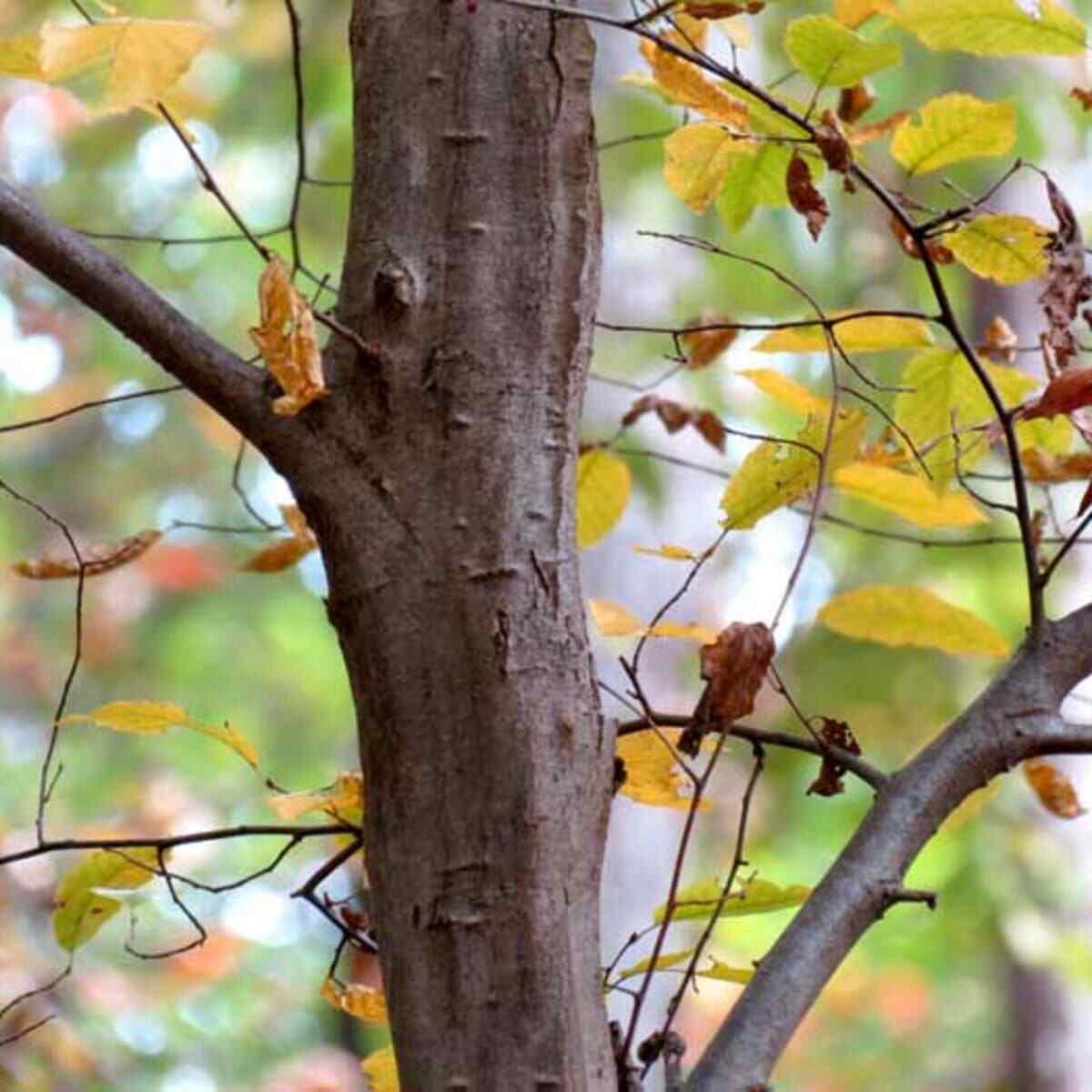 American Hornbeam Tree - 12-15" Tall Seedling - Live Plant - 4" Pot - Carpinus caroliniana - The Nursery Center