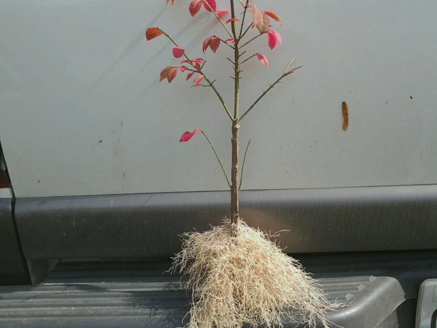 10 Dwarf Burning Bush/Shrubs, Live Bareroot Plants, 4-10" Tall - Euonymus alatus - The Nursery Center