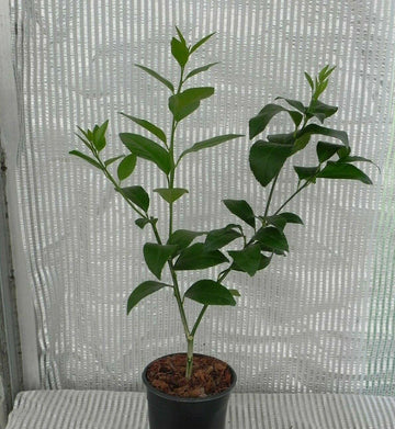 Improved Meyer Lemon Bush/Tree - Live Plant - 12-15
