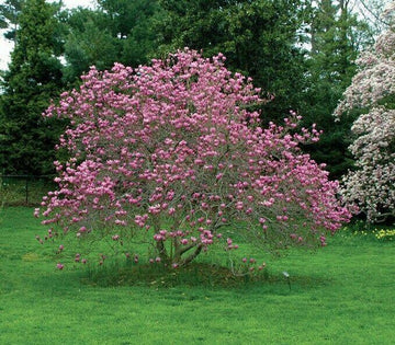 2 Ann Magnolia Trees/Shrubs - Live Plants - 6-12