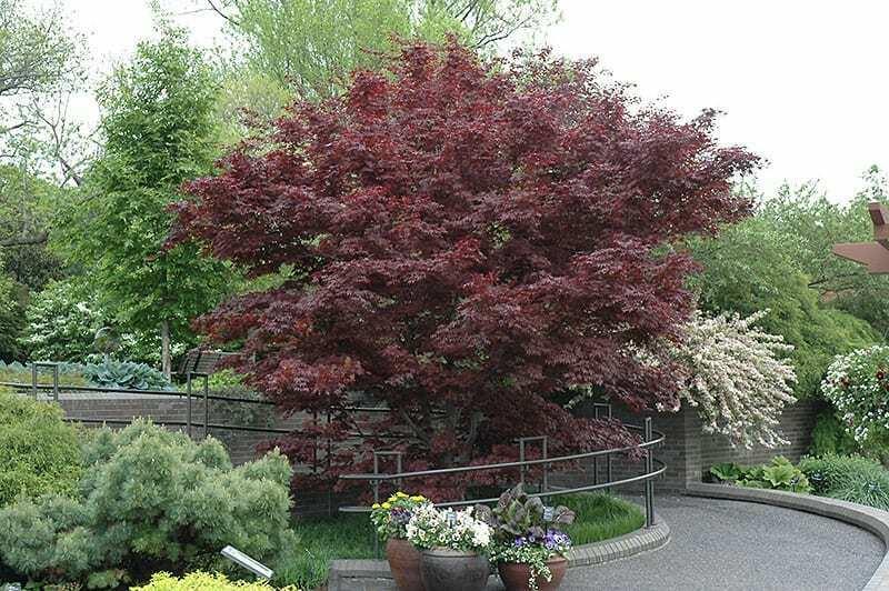 Bloodgood Japanese Maple Tree 2-3' Tall, Gallon Pot, Acer palmatum atropurpureum - The Nursery Center