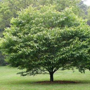 2 American Hornbeam Trees - 6-12