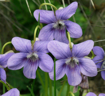 10+ Wild Common Blue Violet Flowers - Live Bareroot Perennial Plants - Viola Sororia