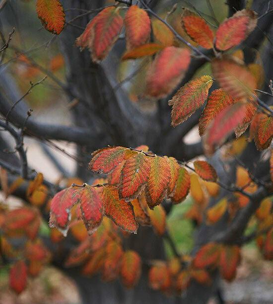 American Hornbeam Tree - 12-15" Tall Seedling - Live Plant - 4" Pot - Carpinus caroliniana - The Nursery Center